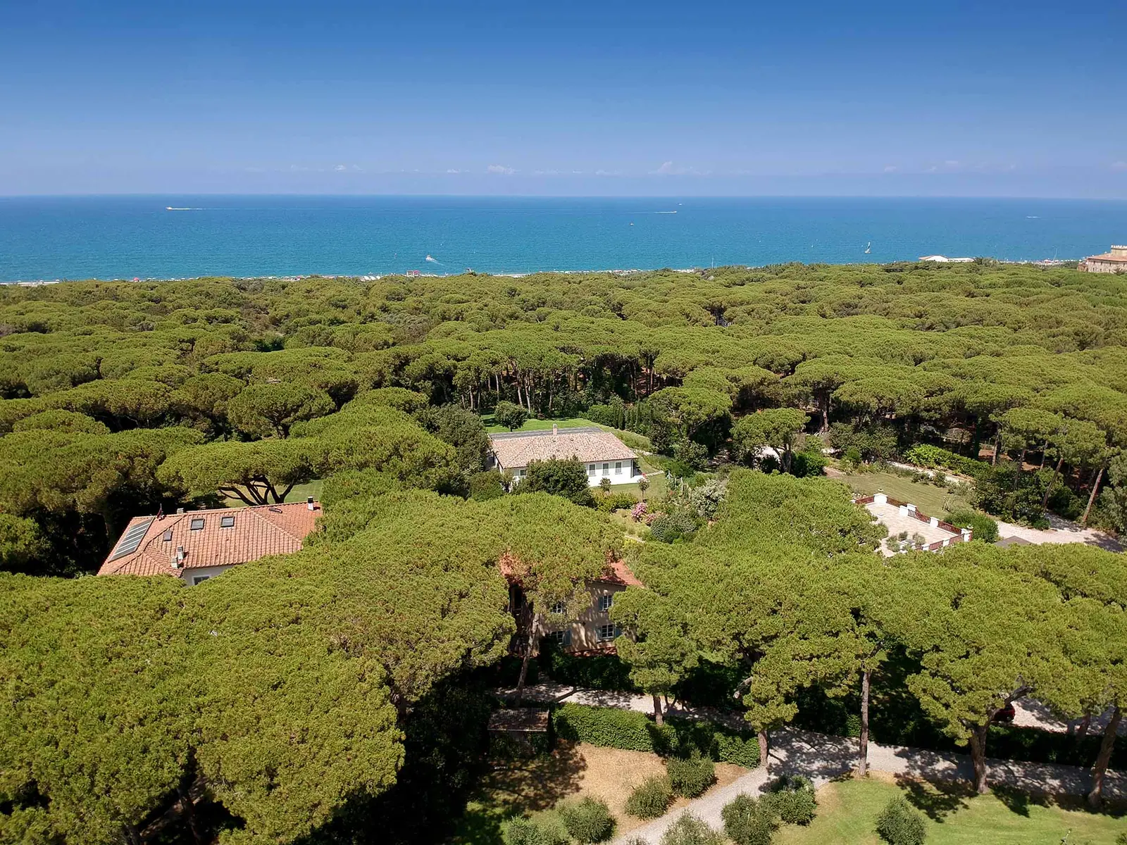 Coastal pines above the Mediterranean